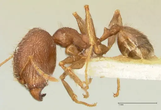 Pheidole aurivillii specimen FOCOL1334 image focol1334_3