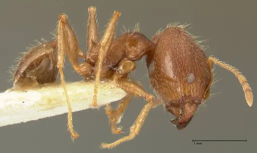 Pheidole aurivillii specimen FOCOL1334 image focol1334_4