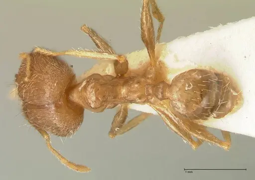 Pheidole aurivillii specimen FOCOL1335 image focol1335_1