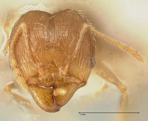 Pheidole aurivillii specimen FOCOL1335 image focol1335_2
