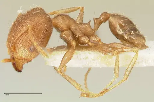 Pheidole aurivillii specimen FOCOL1335 image focol1335_3