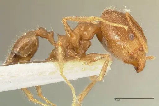 Pheidole aurivillii specimen FOCOL1335 image focol1335_4