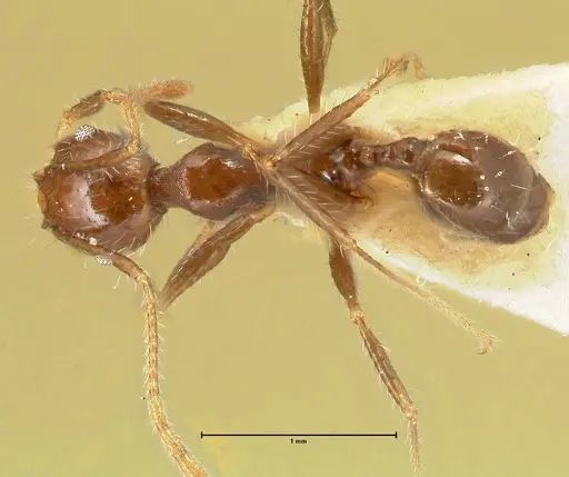 Pheidole aurivillii specimen FOCOL1336 image focol1336_1