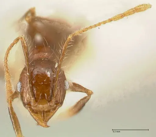 Pheidole aurivillii specimen FOCOL1336 image focol1336_2