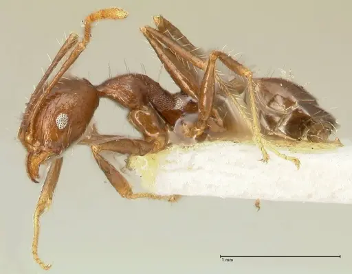 Pheidole aurivillii specimen FOCOL1336 image focol1336_3