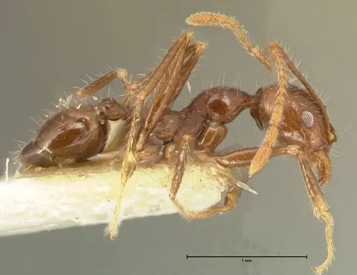 Pheidole aurivillii specimen FOCOL1336 image focol1336_4