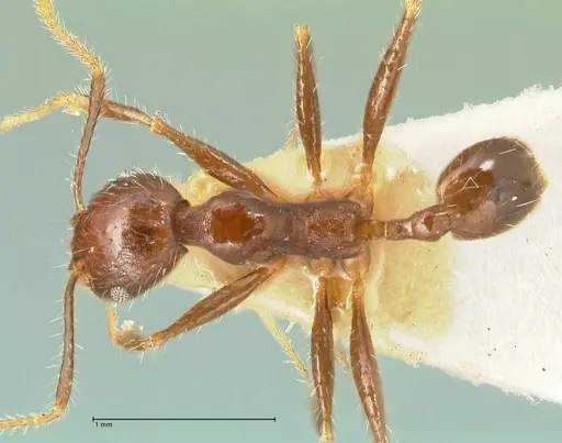 Pheidole aurivillii specimen FOCOL1337 image focol1337_1