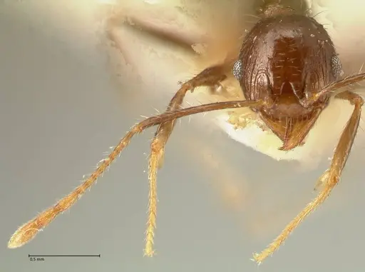 Pheidole aurivillii specimen FOCOL1337 image focol1337_2