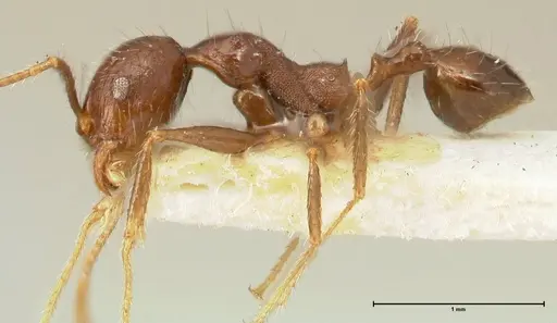 Pheidole aurivillii specimen FOCOL1337 image focol1337_3