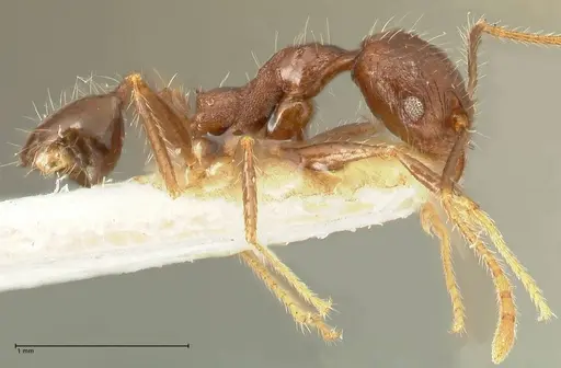 Pheidole aurivillii specimen FOCOL1337 image focol1337_4