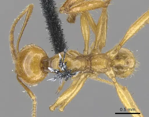 Pheidole auropilosa specimen CASENT0901564 image casent0901564_1