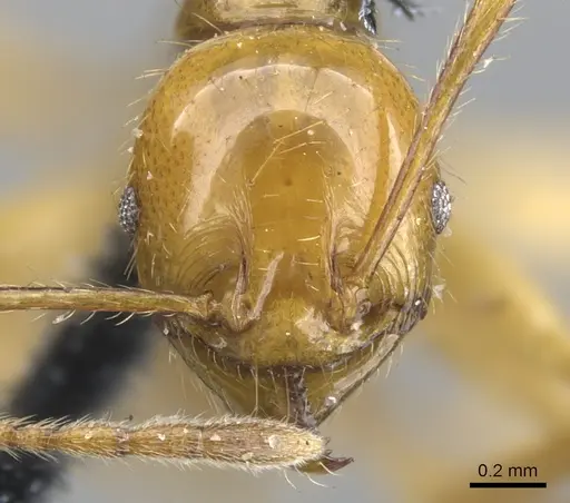 Pheidole auropilosa specimen CASENT0901564 image casent0901564_2