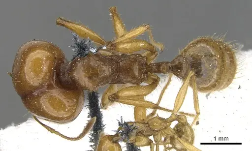 Pheidole auropilosa specimen CASENT0901565 image casent0901565_1