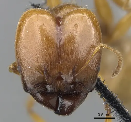 Pheidole auropilosa specimen CASENT0901565 image casent0901565_2