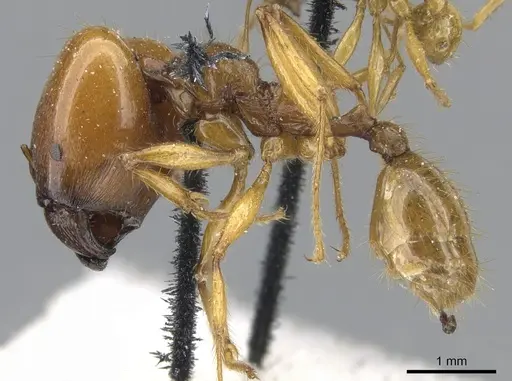 Pheidole auropilosa specimen CASENT0901565 image casent0901565_3