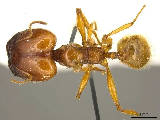 Pheidole auropilosa specimen CASENT0916049 image casent0916049_1