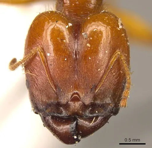 Pheidole auropilosa specimen CASENT0916049 image casent0916049_2