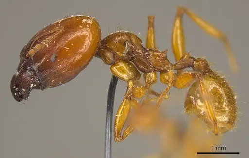 Pheidole auropilosa specimen CASENT0916049 image casent0916049_3