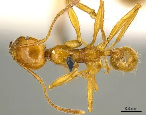 Pheidole auropilosa specimen CASENT0919752 image casent0919752_1