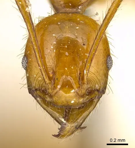 Pheidole auropilosa specimen CASENT0919752 image casent0919752_2