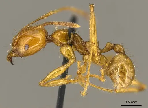 Pheidole auropilosa specimen CASENT0919752 image casent0919752_3
