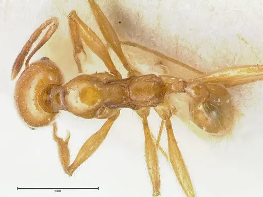 Pheidole auropilosa specimen FOCOL1544 image focol1544_1
