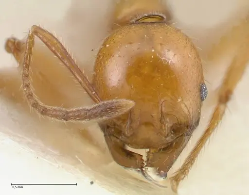Pheidole auropilosa specimen FOCOL1544 image focol1544_2