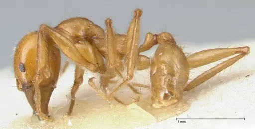 Pheidole auropilosa specimen FOCOL1544 image focol1544_3