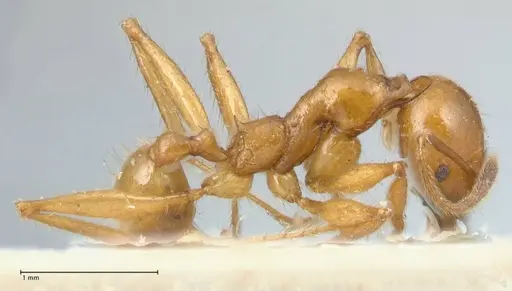 Pheidole auropilosa specimen FOCOL1544 image focol1544_4