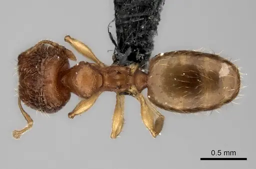 Pheidole avaratra specimen CASENT0056727 image casent0056727_1
