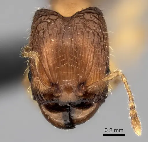 Pheidole avaratra specimen CASENT0056727 image casent0056727_2