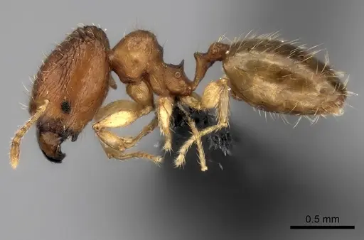 Pheidole avaratra specimen CASENT0056727 image casent0056727_3