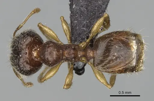 Pheidole avaratra specimen CASENT0107719 image casent0107719_1
