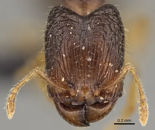 Pheidole avaratra specimen CASENT0107719 image casent0107719_2