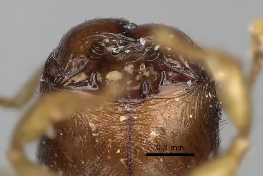 Pheidole avaratra specimen CASENT0107719 image casent0107719_3