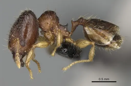 Pheidole avaratra specimen CASENT0107719 image casent0107719_4