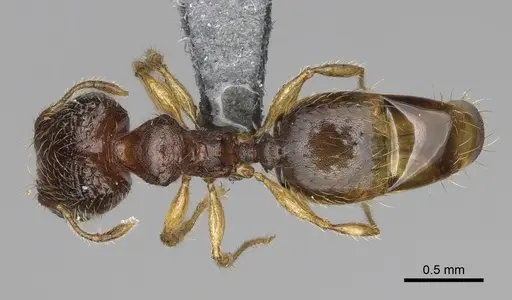 Pheidole avaratra specimen CASENT0303182 image casent0303182_1