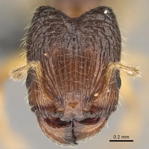Pheidole avaratra specimen CASENT0303182 image casent0303182_2