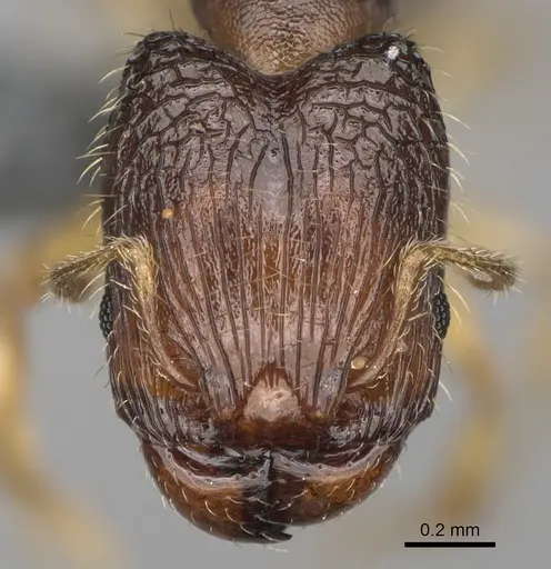 Pheidole avaratra specimen CASENT0303182 image casent0303182_3