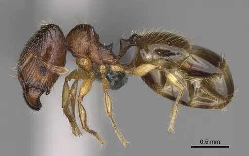 Pheidole avaratra specimen CASENT0303182 image casent0303182_4