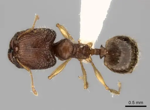 Pheidole avaratra specimen CASENT0406688 image casent0406688_1