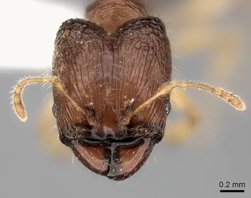 Pheidole avaratra specimen CASENT0406688 image casent0406688_2