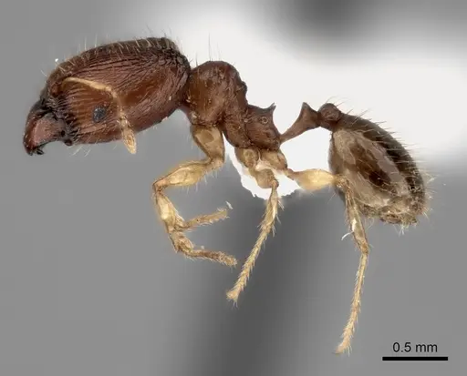Pheidole avaratra specimen CASENT0406688 image casent0406688_3