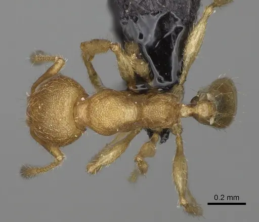 Pheidole avaratra specimen CASENT0923184 image casent0923184_1