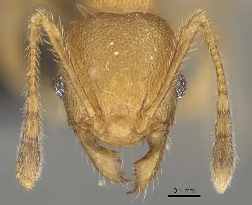 Pheidole avaratra specimen CASENT0923184 image casent0923184_2