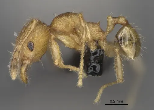 Pheidole avaratra specimen CASENT0923184 image casent0923184_3