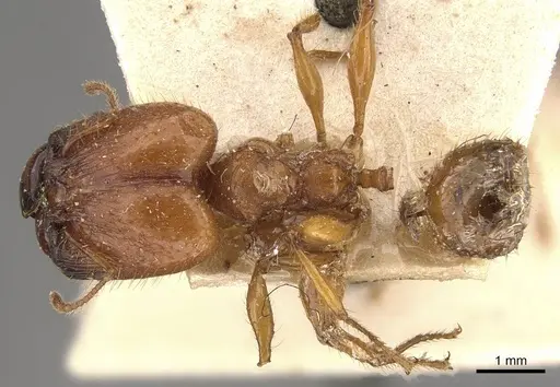 Pheidole avia specimen CASENT0908174 image casent0908174_1
