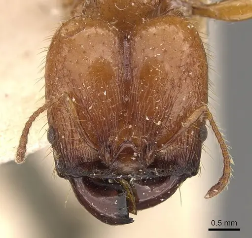 Pheidole avia specimen CASENT0908174 image casent0908174_2