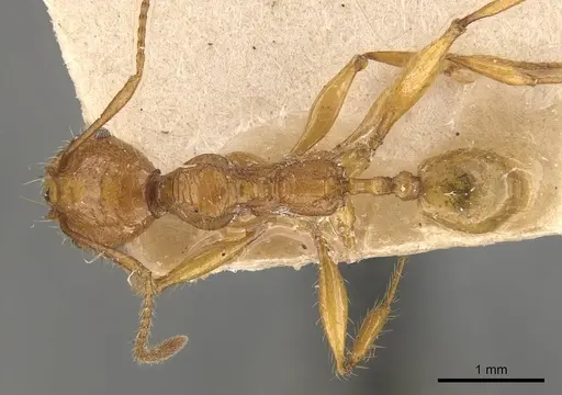 Pheidole avia specimen CASENT0908175 image casent0908175_1