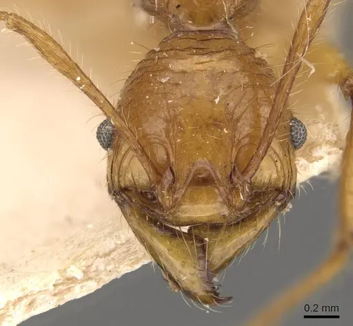 Pheidole avia specimen CASENT0908175 image casent0908175_2